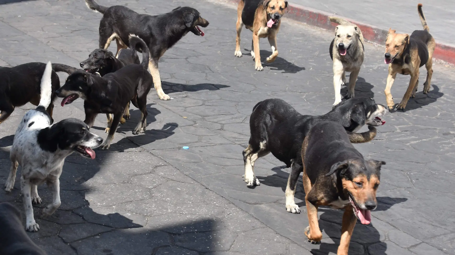 perros-callejeros-froylan (3)